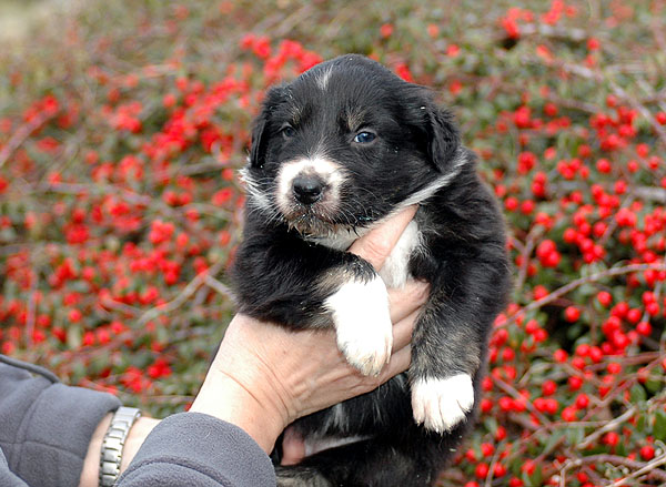 Donna Aussie hvalp hundehvalp Australian Shepherd hvalpe hundehvalpe