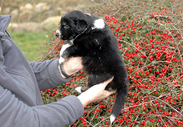 Donna Aussie hvalp hundehvalp Australian Shepherd hvalpe hundehvalpe