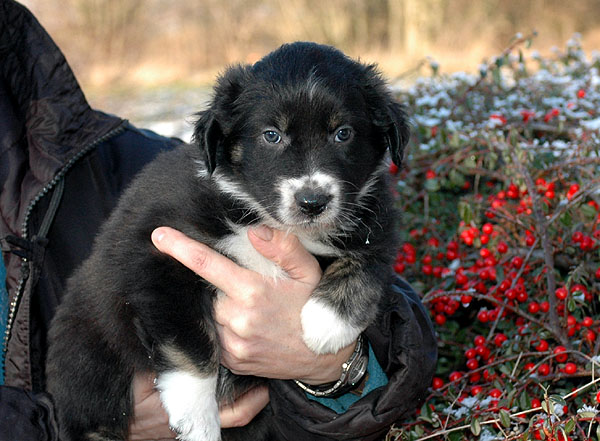 Donna Aussie hvalp hundehvalp Australian Shepherd hvalpe hundehvalpe