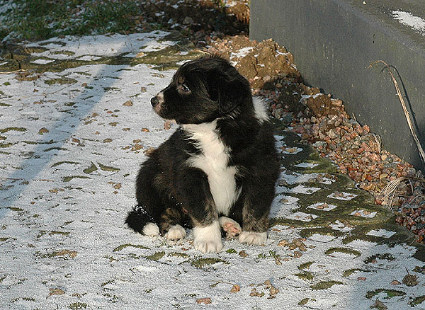 Donna Aussie hvalp hundehvalp Australian Shepherd hvalpe hundehvalpe