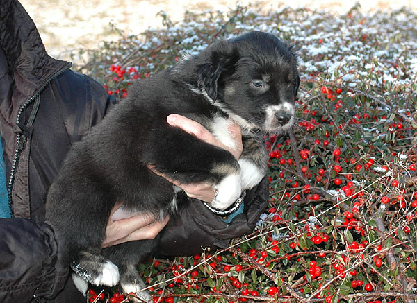 Donna Aussie hvalp hundehvalp Australian Shepherd hvalpe hundehvalpe