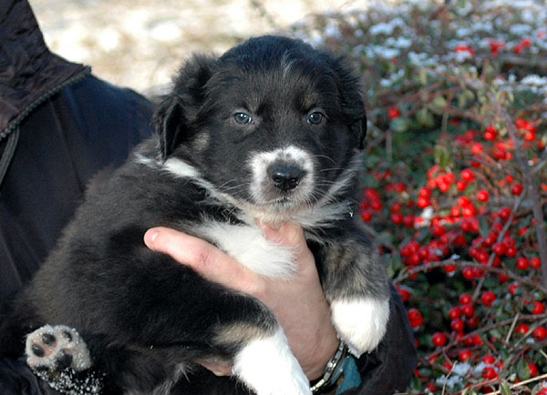 Donna Aussie hvalp hundehvalp Australian Shepherd hvalpe hundehvalpe