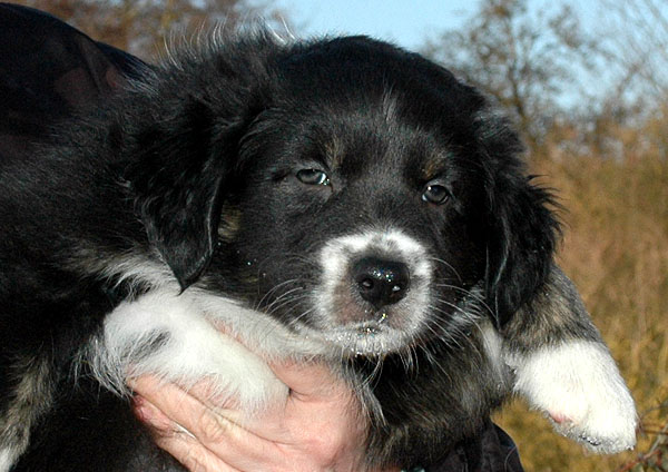 Donna Aussie hvalp hundehvalp Australian Shepherd hvalpe hundehvalpe