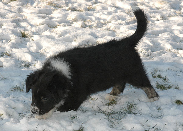 Donna Aussie hvalp hundehvalp Australian Shepherd hvalpe hundehvalpe
