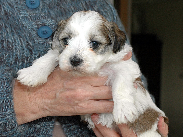 Drine bichon havanese hvalp hundehvalp bichon havanais hvalpe hundehvalpe