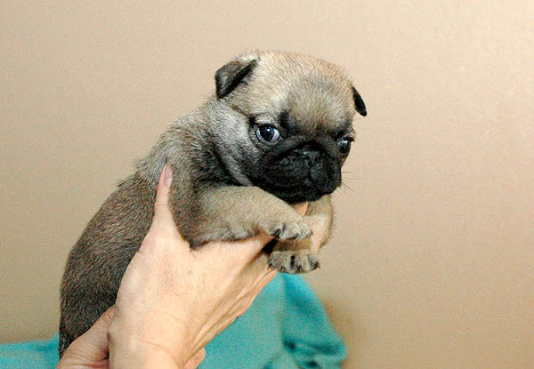 Drusse Mops hvalp hundehvalp Mopser hvalpe hundehvalpe