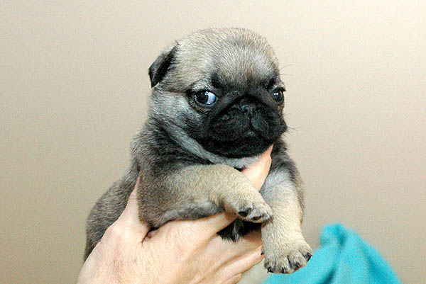 Drusse Mops hvalp hundehvalp Mopser hvalpe hundehvalpe