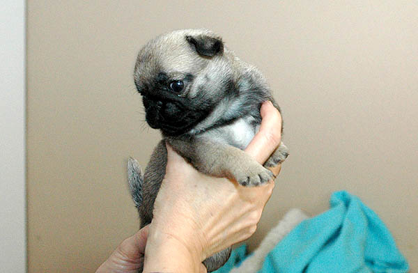 Drusse Mops hvalp hundehvalp Mopser hvalpe hundehvalpe
