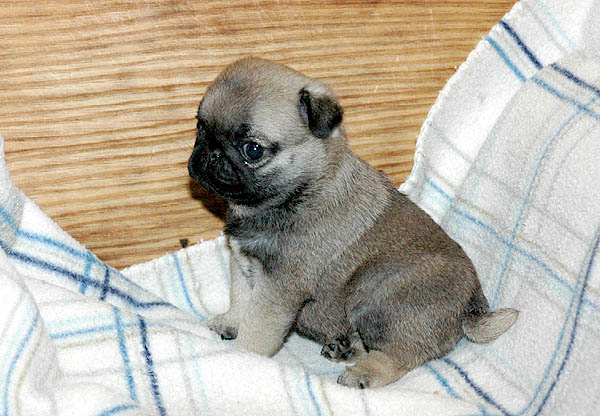 Drusse Mops hvalp hundehvalp Mopser hvalpe hundehvalpe