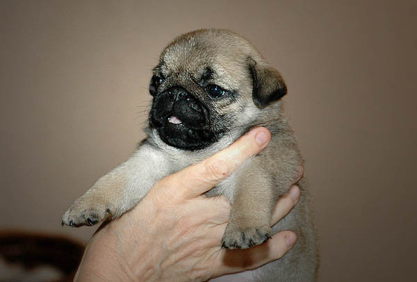 Drusse Mops hvalp hundehvalp Mopser hvalpe hundehvalpe