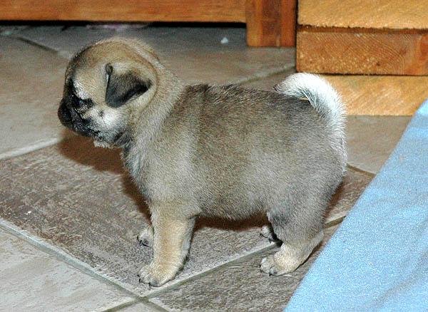 Drusse Mops hvalp hundehvalp Mopser hvalpe hundehvalpe