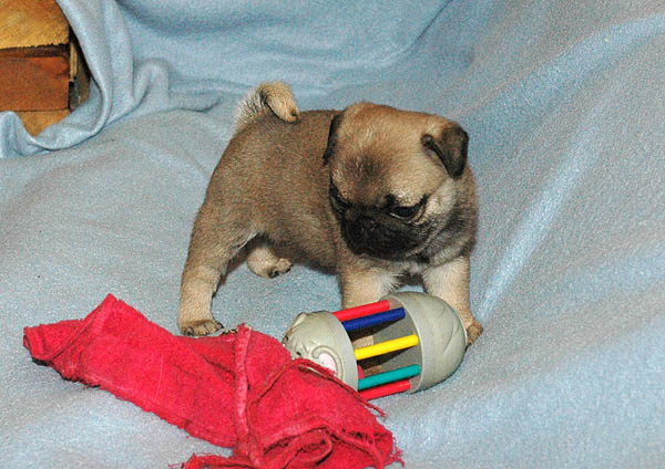 Drusse Mops hvalp hundehvalp Mopser hvalpe hundehvalpe