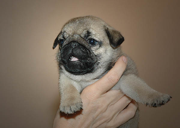 Drusse Mops hvalp hundehvalp Mopser hvalpe hundehvalpe