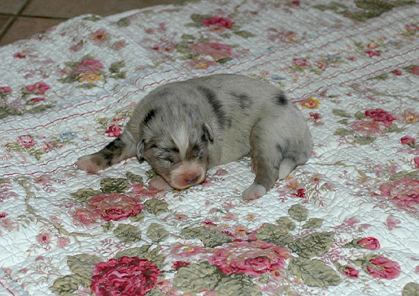 Duchess Aussie hvalp hundehvalp Australian Shepherd hvalpe hundehvalpe