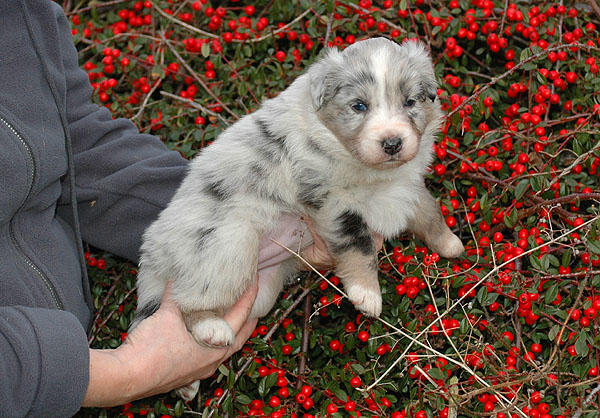 Duchess Aussie hvalp hundehvalp Australian Shepherd hvalpe hundehvalpe