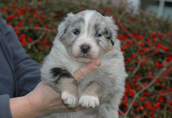 Duchess Aussie hvalp hundehvalp Australian Shepherd hvalpe hundehvalpe
