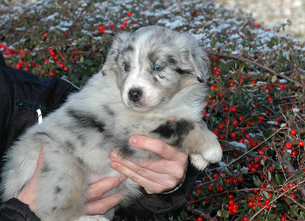 Duchess Aussie hvalp hundehvalp Australian Shepherd hvalpe hundehvalpe