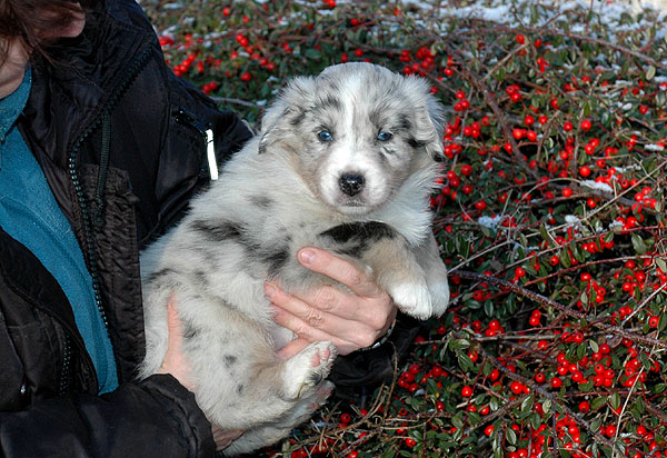 Duchess Aussie hvalp hundehvalp Australian Shepherd hvalpe hundehvalpe