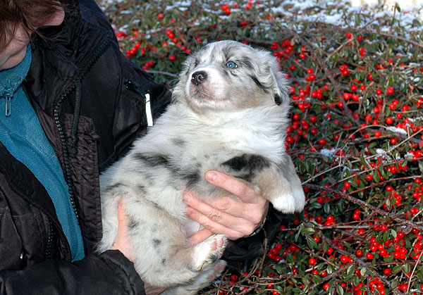 Duchess Aussie hvalp hundehvalp Australian Shepherd hvalpe hundehvalpe