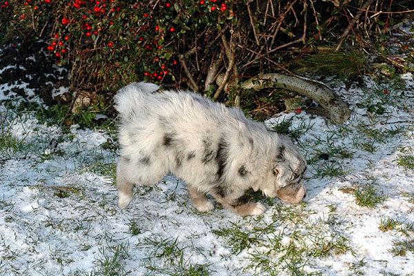Duchess Aussie hvalp hundehvalp Australian Shepherd hvalpe hundehvalpe