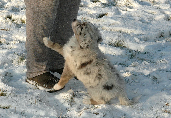 Duchess Aussie hvalp hundehvalp Australian Shepherd hvalpe hundehvalpe