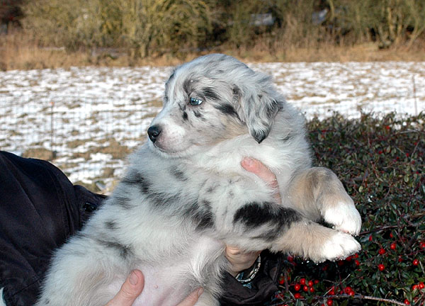 Duchess Aussie hvalp hundehvalp Australian Shepherd hvalpe hundehvalpe