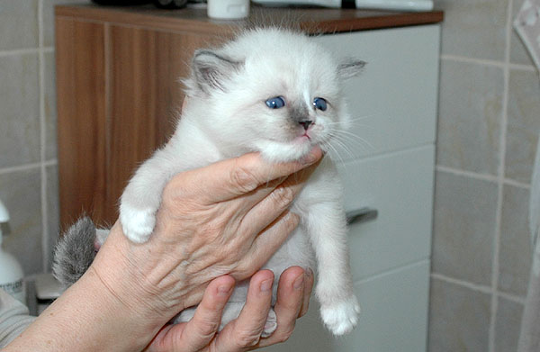 Dumle Ragdoll killing kattekilling Ragdol killinger kattekillinger