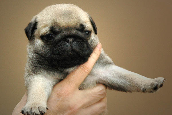 Dusti Mops hvalp hundehvalp Mopser hvalpe hundehvalpe