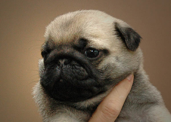 Dusti Mops hvalp hundehvalp Mopser hvalpe hundehvalpe