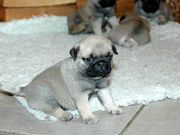 Dusti Mops hvalp hundehvalp Mopser hvalpe hundehvalpe