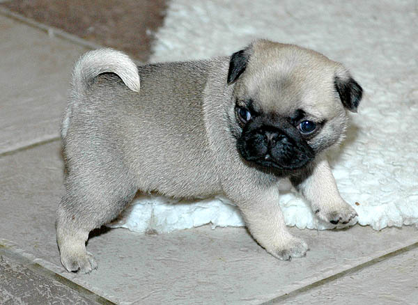 Dusti Mops hvalp hundehvalp Mopser hvalpe hundehvalpe
