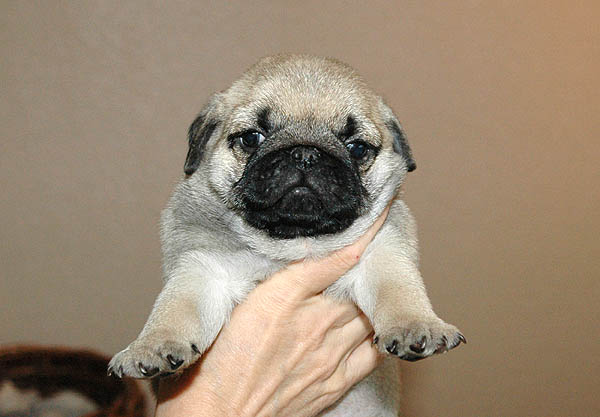 Dusti Mops hvalp hundehvalp Mopser hvalpe hundehvalpe