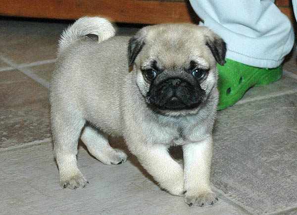 Dusti Mops hvalp hundehvalp Mopser hvalpe hundehvalpe