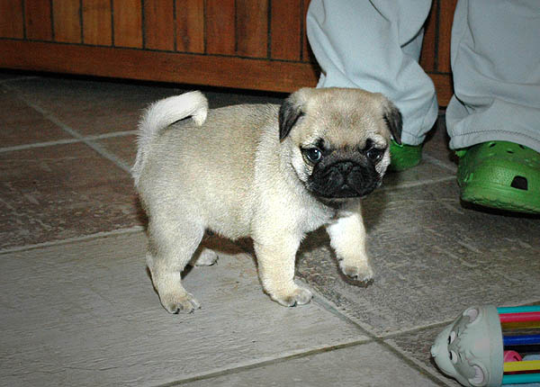Dusti Mops hvalp hundehvalp Mopser hvalpe hundehvalpe