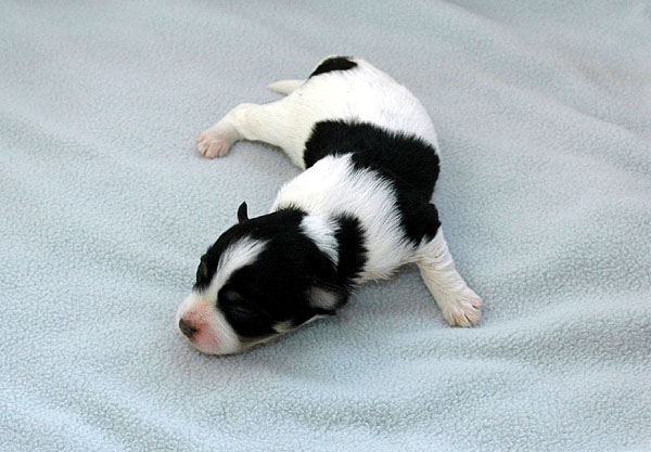 Dustin bichon havanese hvalp hundehvalp bichon havanais hvalpe hundehvalpe