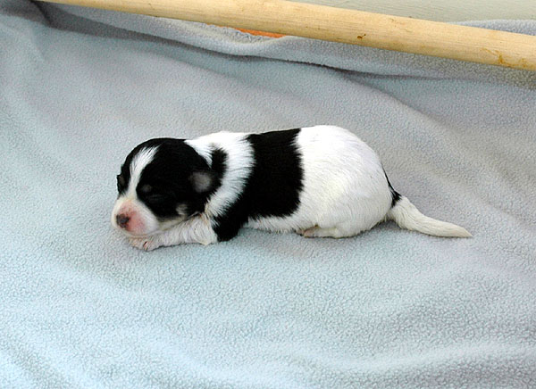 Dustin bichon havanese hvalp hundehvalp bichon havanais hvalpe hundehvalpe