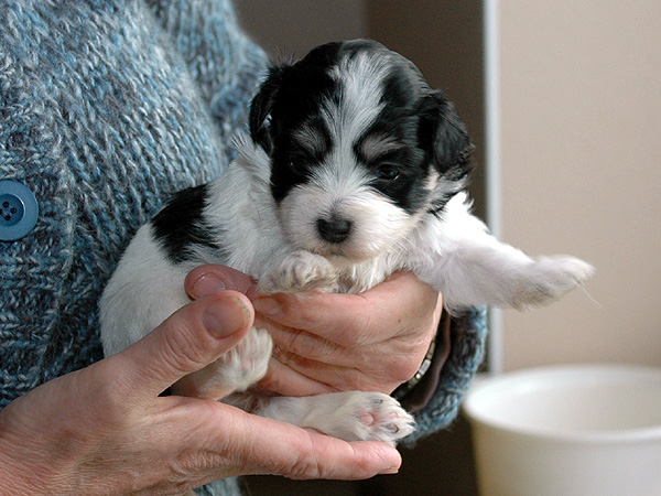 Dustin bichon havanese hvalp hundehvalp bichon havanais hvalpe hundehvalpe