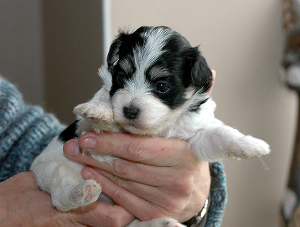 Dustin bichon havanese hvalp hundehvalp bichon havanais hvalpe hundehvalpe