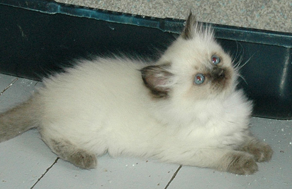 Edel Ragdoll killing kattekilling Ragdol killinger kattekillinger