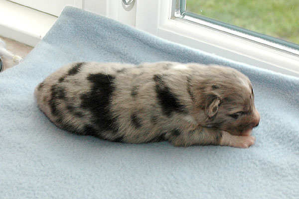 Edina Aussie hvalp hundehvalp Australian Shepherd hvalpe hundehvalpe