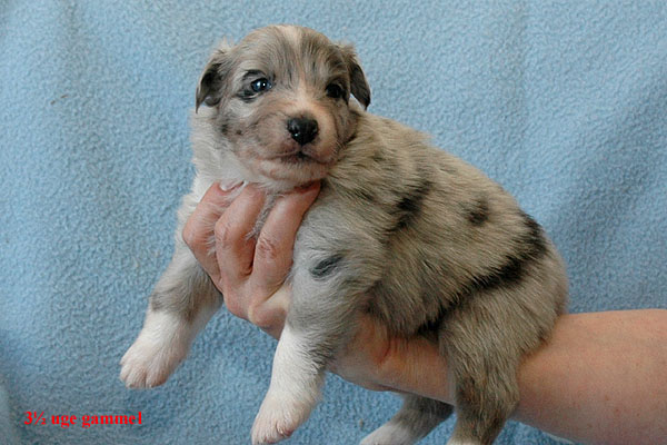 Edina Aussie hvalp hundehvalp Australian Shepherd hvalpe hundehvalpe