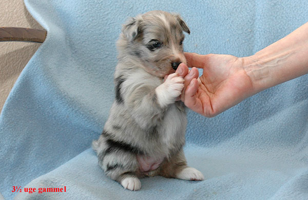 Edina Aussie hvalp hundehvalp Australian Shepherd hvalpe hundehvalpe