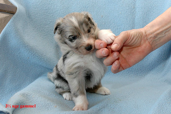 Edina Aussie hvalp hundehvalp Australian Shepherd hvalpe hundehvalpe
