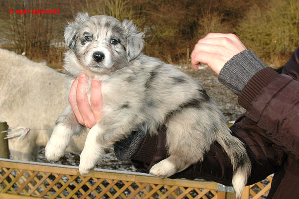 Edina Aussie hvalp hundehvalp Australian Shepherd hvalpe hundehvalpe