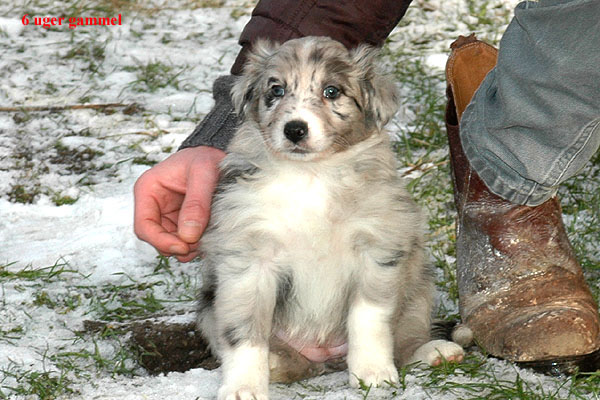 Edina Aussie hvalp hundehvalp Australian Shepherd hvalpe hundehvalpe