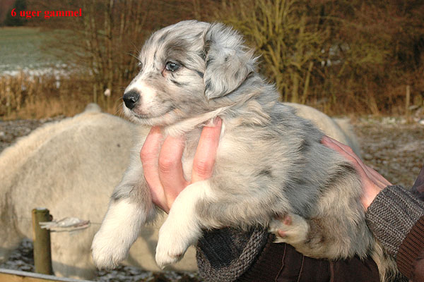 Edina Aussie hvalp hundehvalp Australian Shepherd hvalpe hundehvalpe