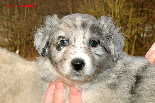 Edina Aussie hvalp hundehvalp Australian Shepherd hvalpe hundehvalpe