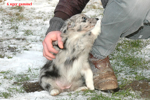 Edina Aussie hvalp hundehvalp Australian Shepherd hvalpe hundehvalpe