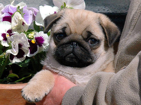 Effy Mops hvalp hundehvalp Mopser hvalpe hundehvalpe