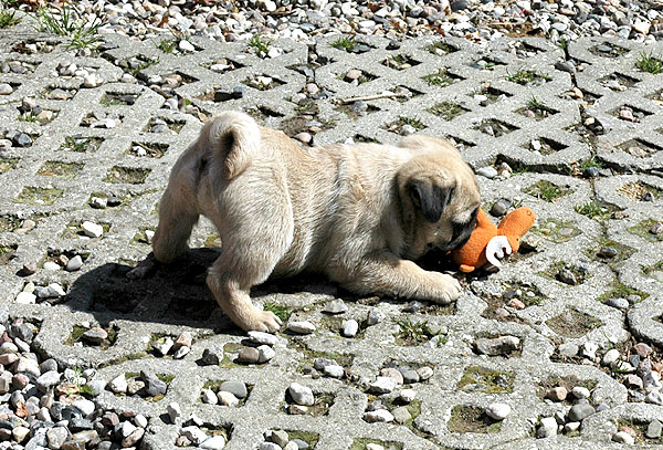 Effy Mops hvalp hundehvalp Mopser hvalpe hundehvalpe